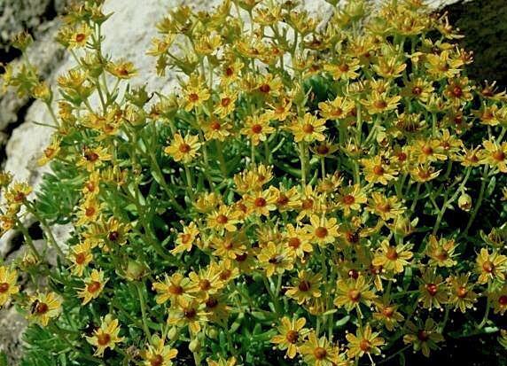 Saxifraga aizoides / Sassifraga gialla